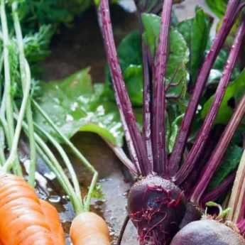 Les légumes racines colorés