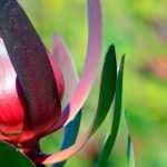Leucadendron : les plus belles variétés