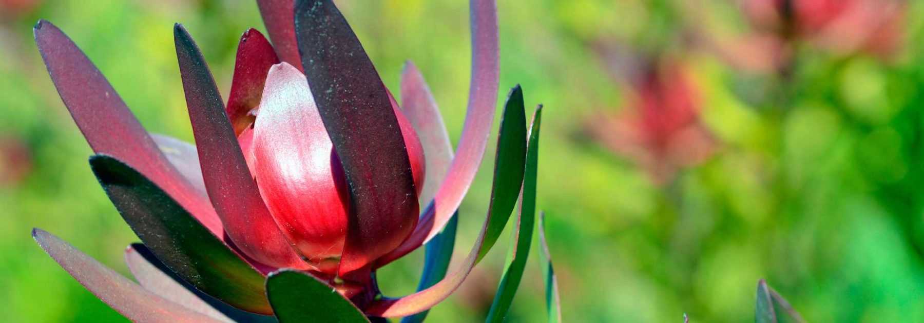 Leucadendron : les plus belles variétés