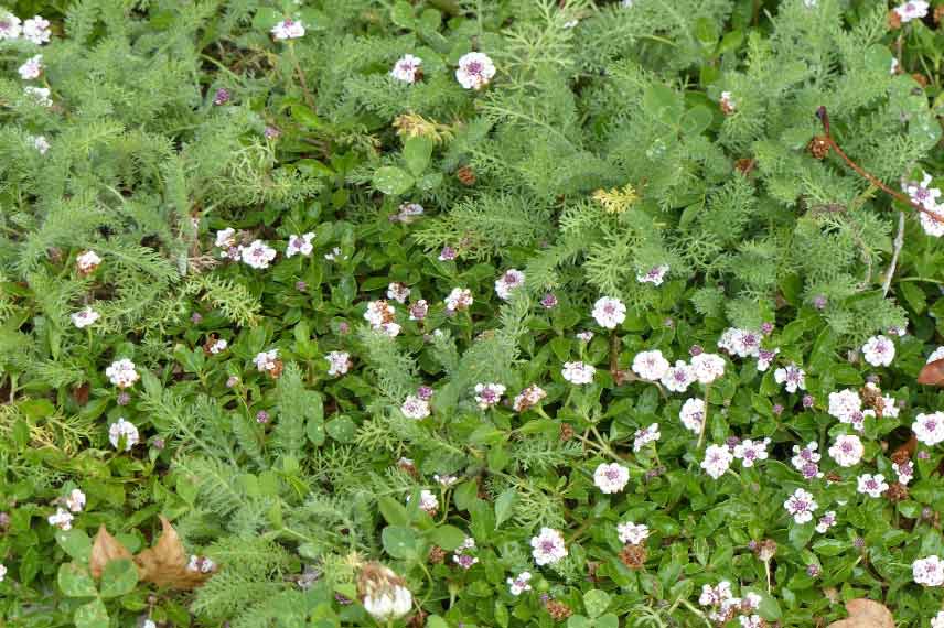 Lippia ou phyla nodiflora, alternative au gazon