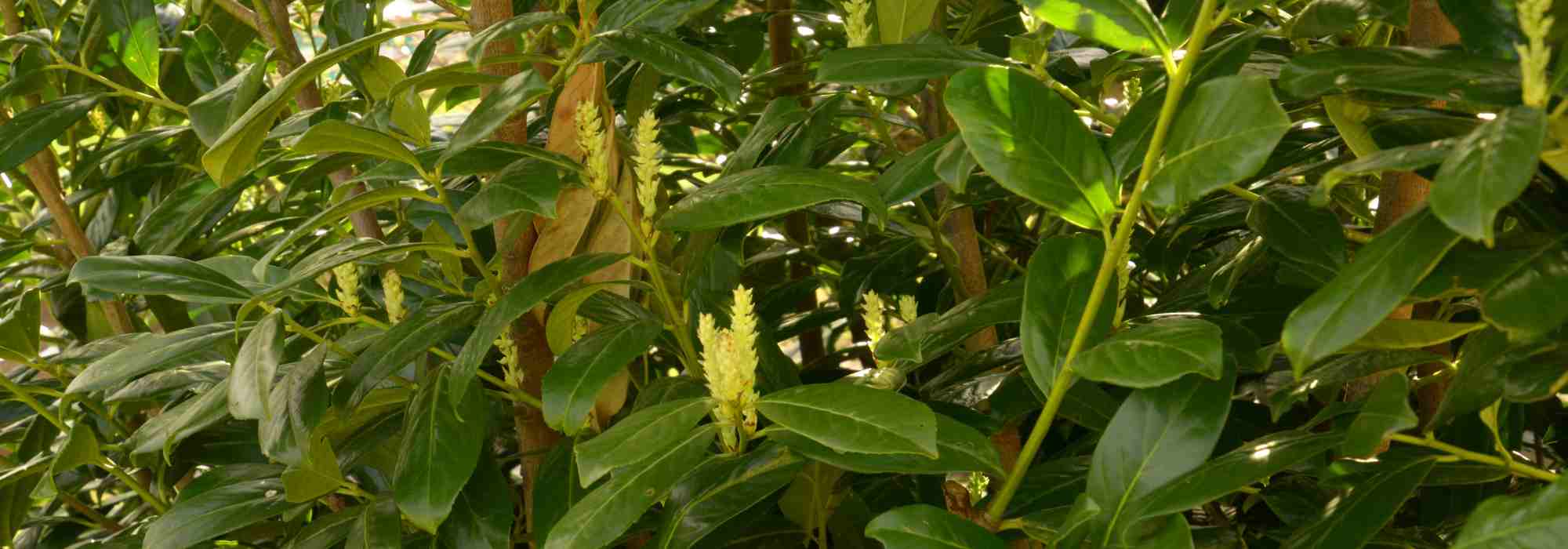 Les maladies et parasites du Laurier Palme ou Laurier Cerise