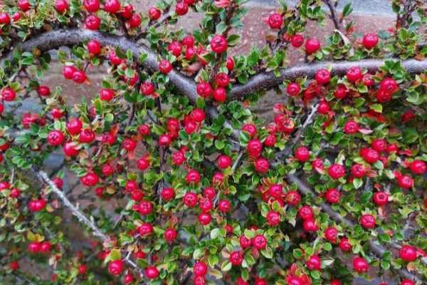 Comment palisser un Cotoneaster ?