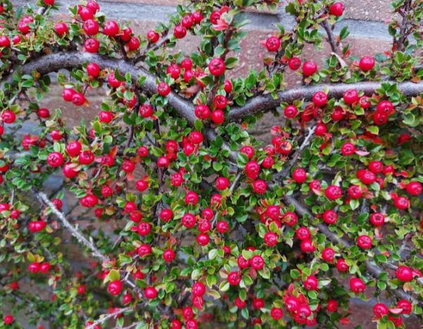 Comment palisser un Cotoneaster ?