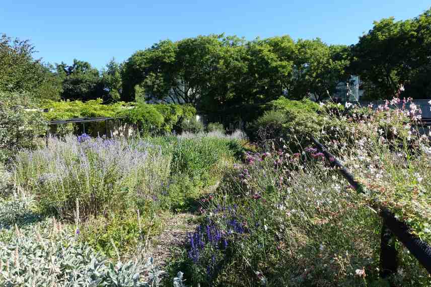 Jardin laisser faire, jardin sauvage, jardin naturel sans entretien, jardin laisser-faire, tendance jardin naturaliste