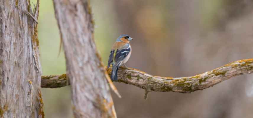 Pinson des arbres, Fringilla coelebs