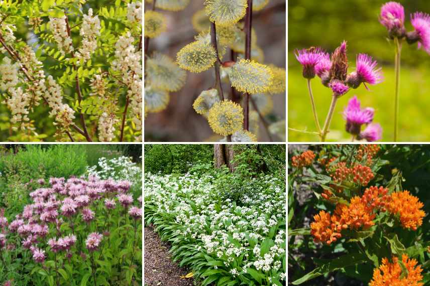 Jardin laisser faire, jardin laisser-faire, jardin sauvage, jardin naturel sans entretien, jardin laisser-faire, tendance jardin naturaliste