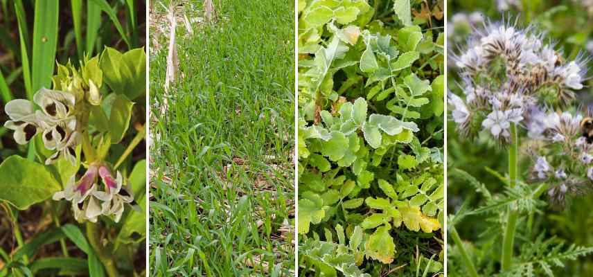 Couvert vegetale, culture de couverture, engrais vert