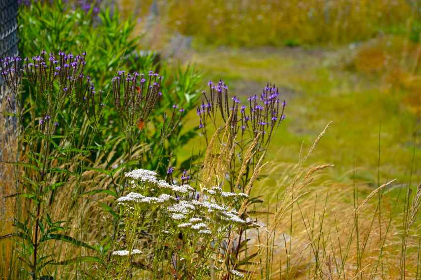 Jardin laisser faire, jardin sauvage, jardin naturel sans entretien, jardin laisser-faire, tendance jardin naturaliste