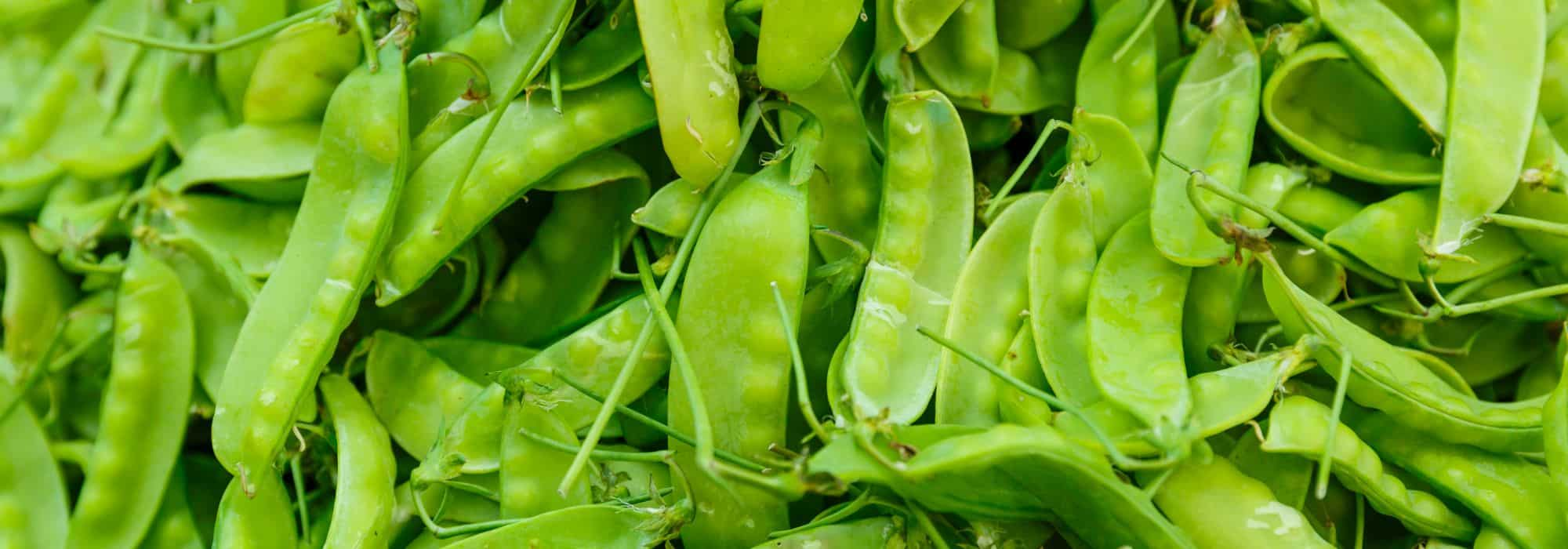 Cultiver des pois gourmands ou pois mangetout