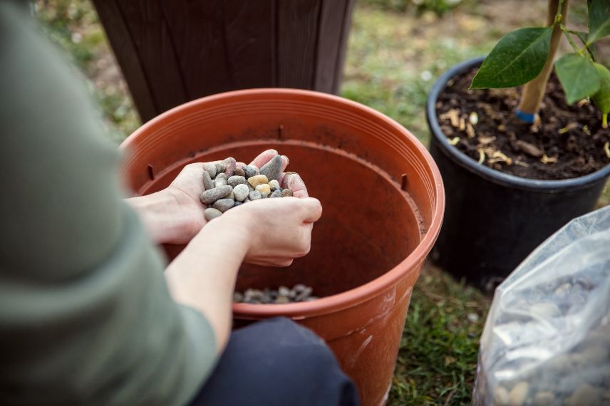 plantation en pot 