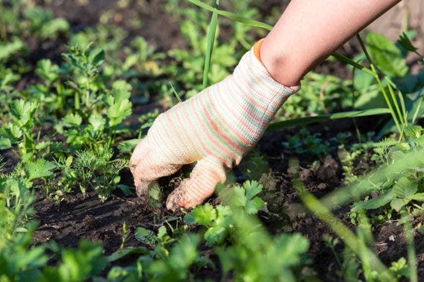 potager printemps