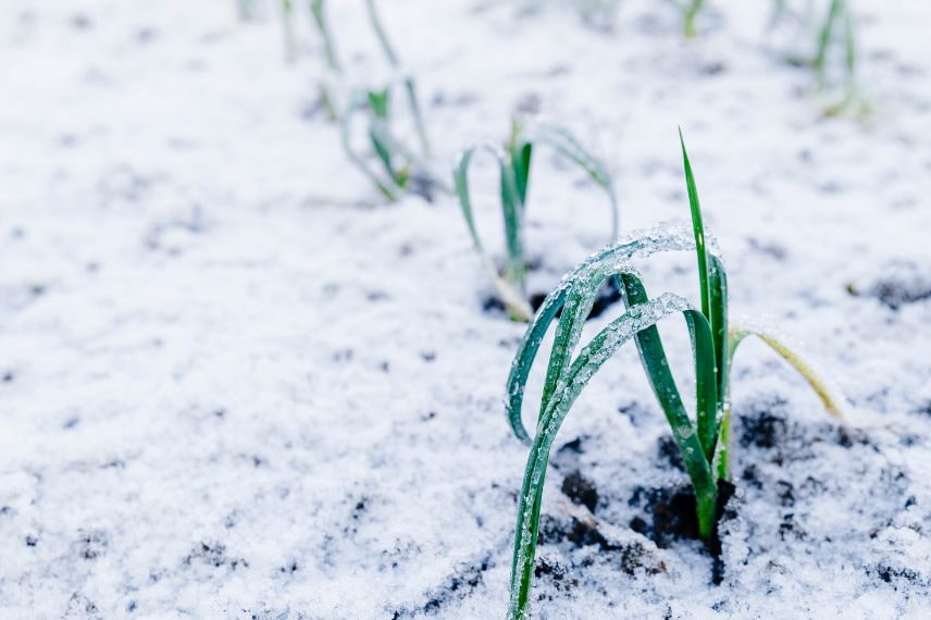 potager printemps