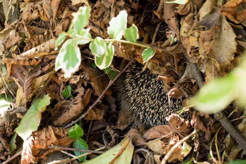 comment savoir si un herisson vit au jardin, indices traces herisson jardin chez soi