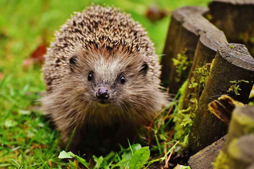 comment savoir si un herisson vit au jardin, indices traces herisson jardin chez soi