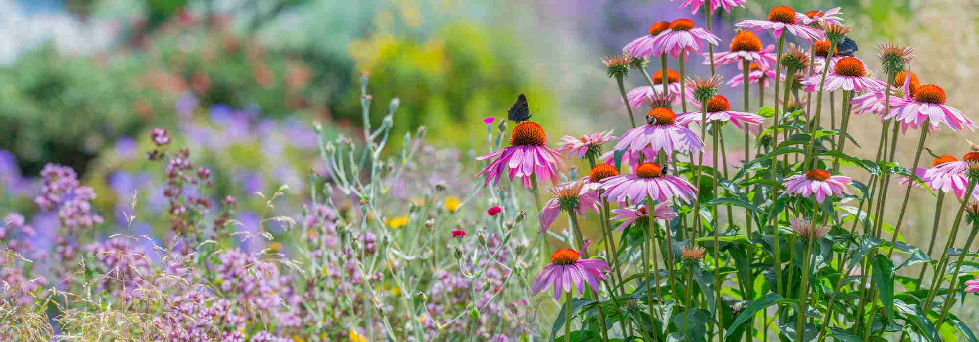 Rendre son jardin accueillant pour le Rouge-gorge - Promesse de Fleurs