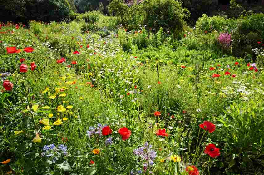 rewild jardin, reensauvager jardin, renaturation, jardin sauvage quelles plantes, jardin sauvage, jardin naturel composer amenager