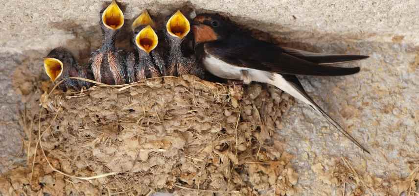 hirondelle oiseaux des jardins