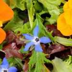 Salades colorées et savoureuses : mettez un peu de fantaisie dans votre assiette !