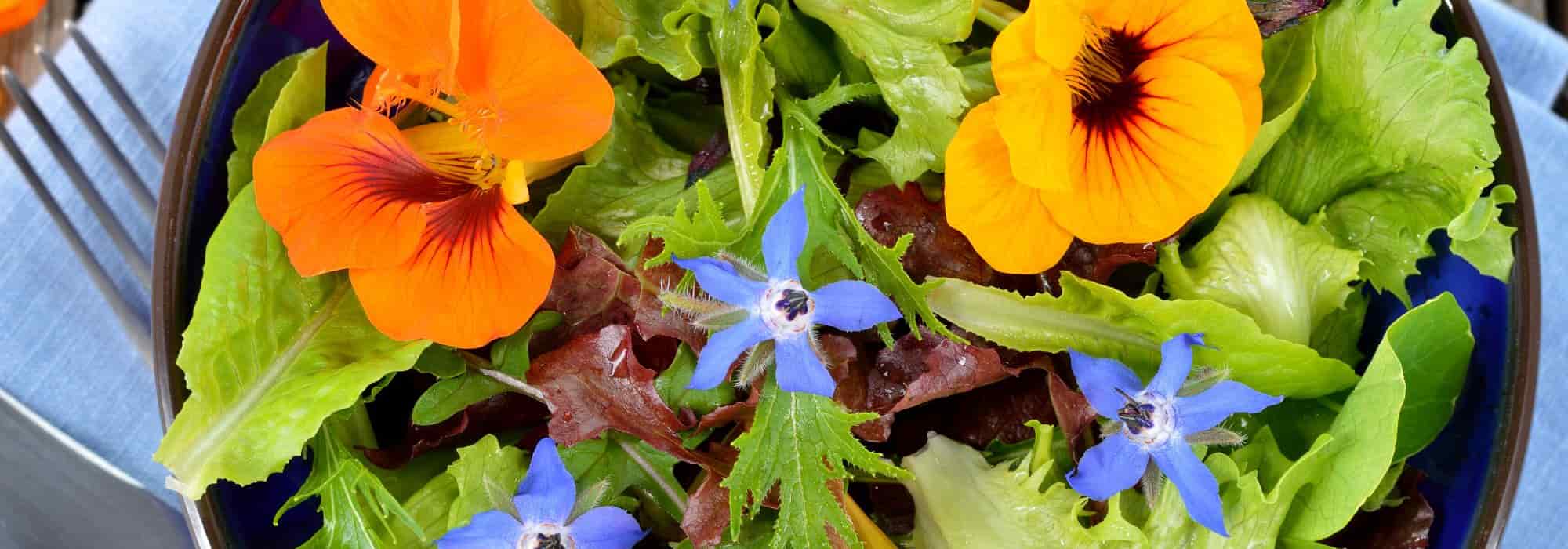 Salades colorées et savoureuses : mettez un peu de fantaisie dans votre assiette !