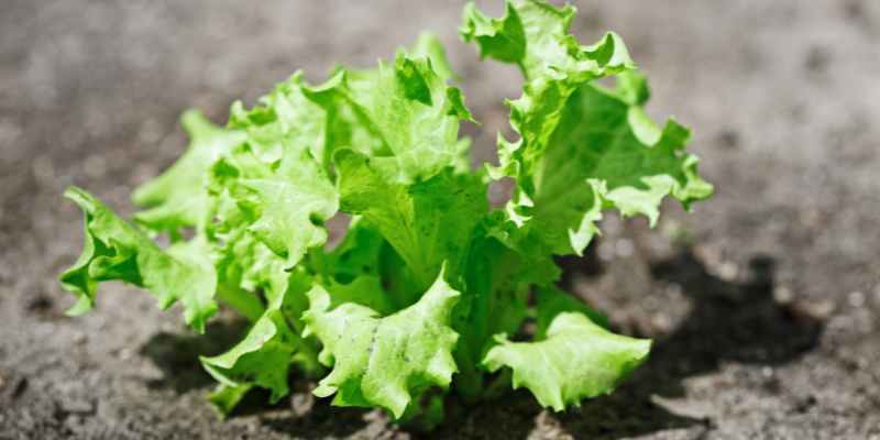 Arrosoir en zinc vert avec graines de cacahuètes Radis et Capucine