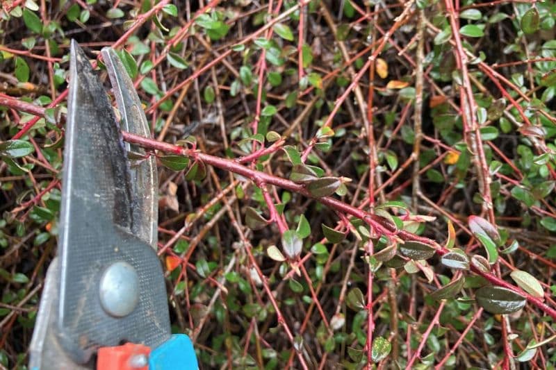 tailler un cotoneaster