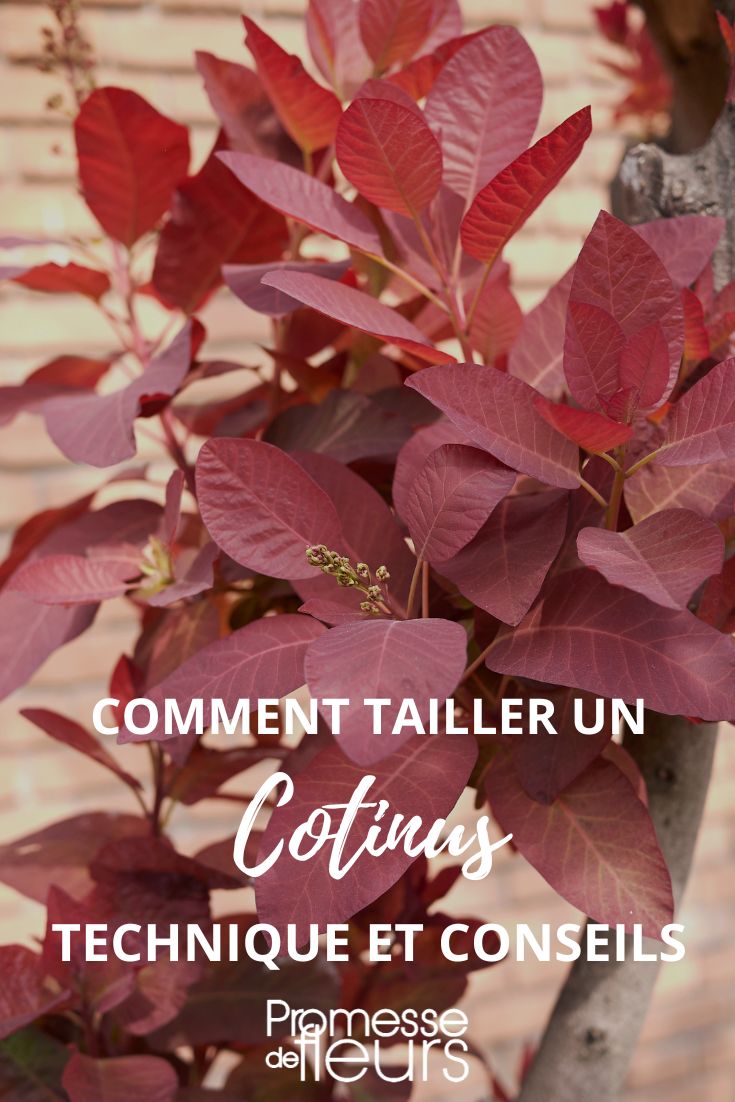 tailler un cotinus