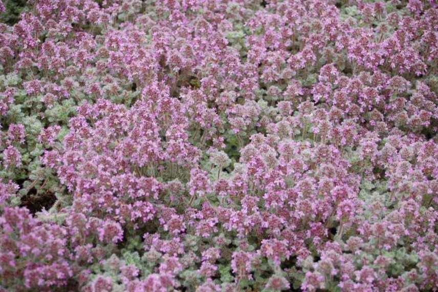 Thymus pseudolanuginosus