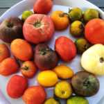 20 tomates au banc d'essai : notre top 5 !