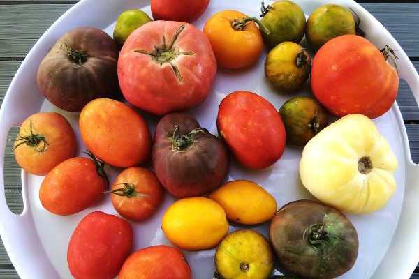 20 tomates au banc d'essai : notre top 5 !