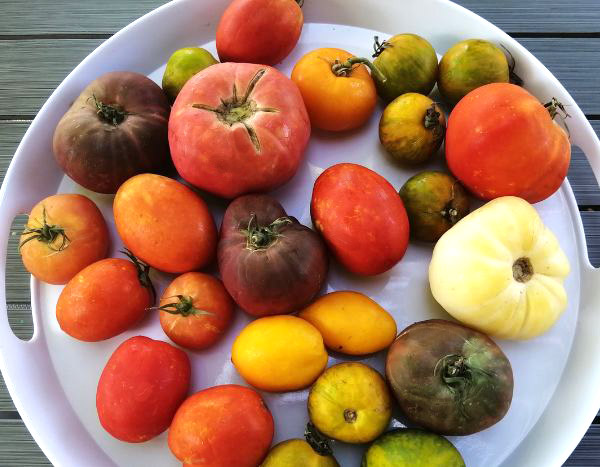 20 tomates au banc d'essai : notre top 5 !