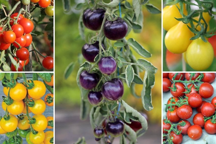 tomates à picorer 