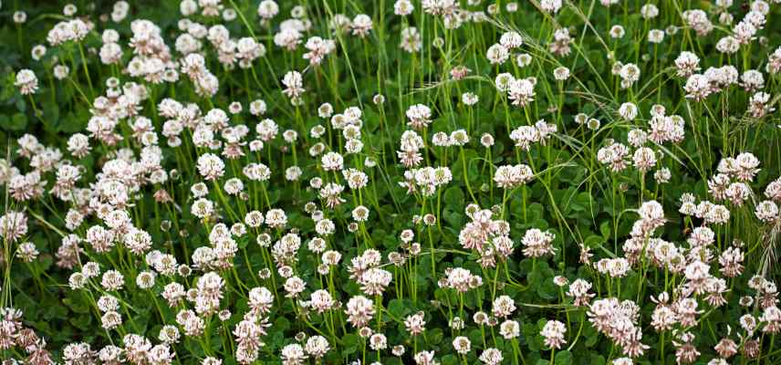 Couvert vegetale, culture de couverture, engrais vert