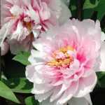 Comment tuteurer les pivoines ?