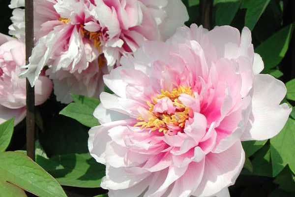 Comment tuteurer les pivoines ?