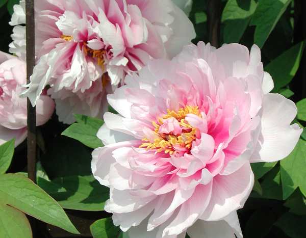 Comment tuteurer les pivoines ?