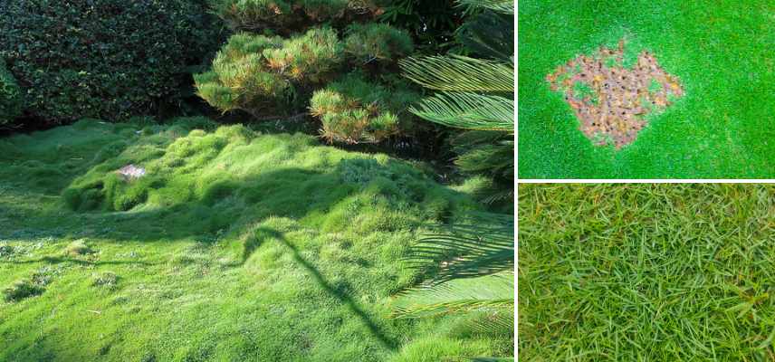 alternative gazon Zoysia tenuifolia, gazon des mascareignes