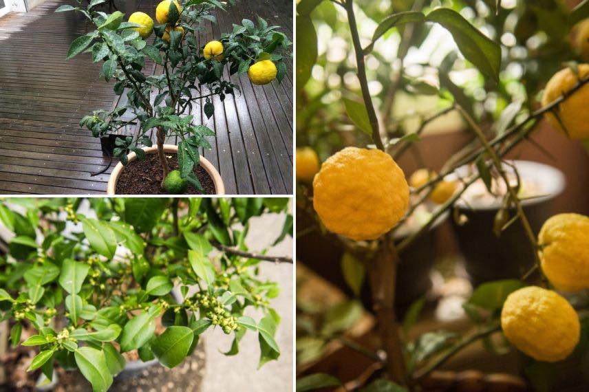Citrus juno plantés en pot