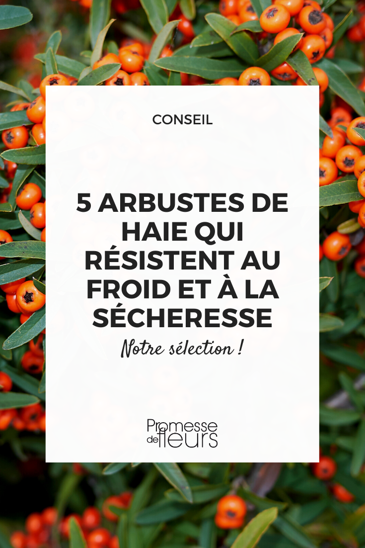 Arbustes de haie rustiques pour sol sec