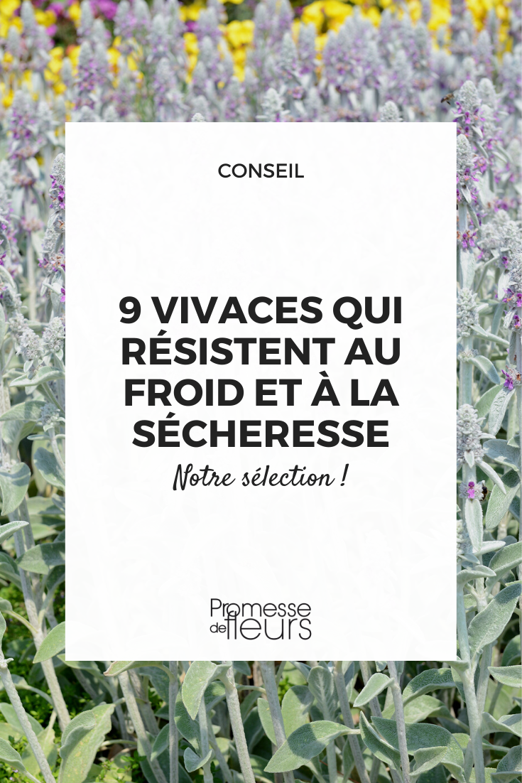 9 vivaces résistantes au froid et à la sécheresse - Promesse de Fleurs