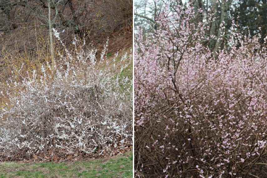 Forsythia blanc et Forsythia rose