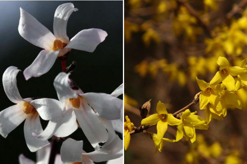 Forsythia blanc de Corée