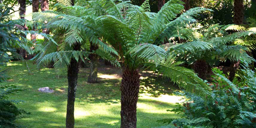 Bien arroser une fougère arborescente