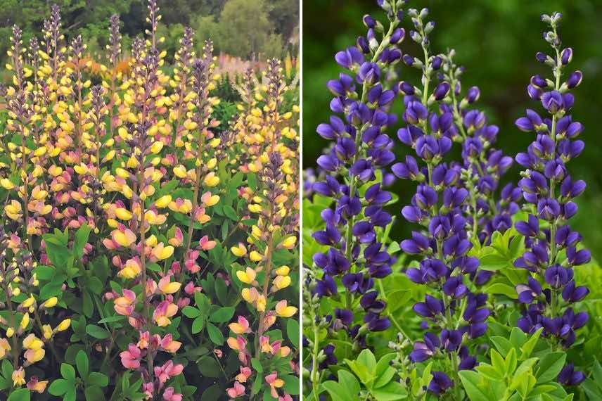 Lupin indigo