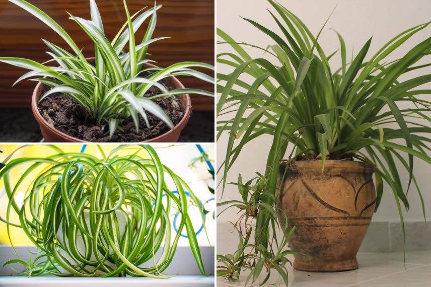 chlorophytum