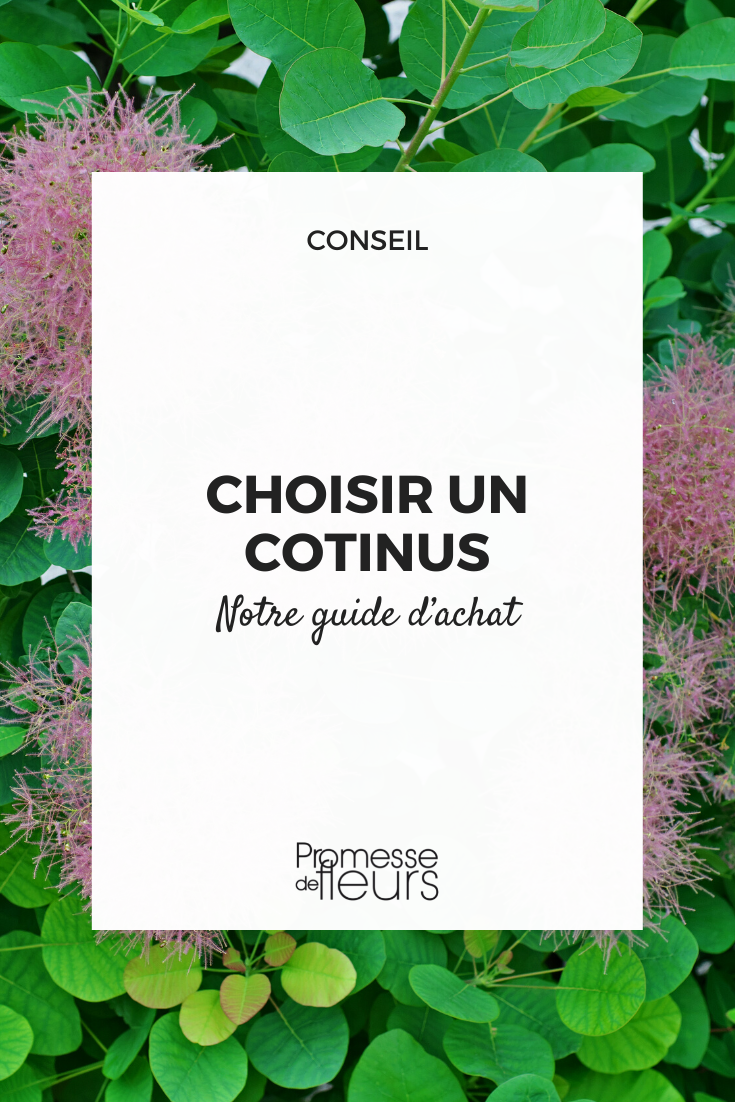 Cotinus guide d’achat