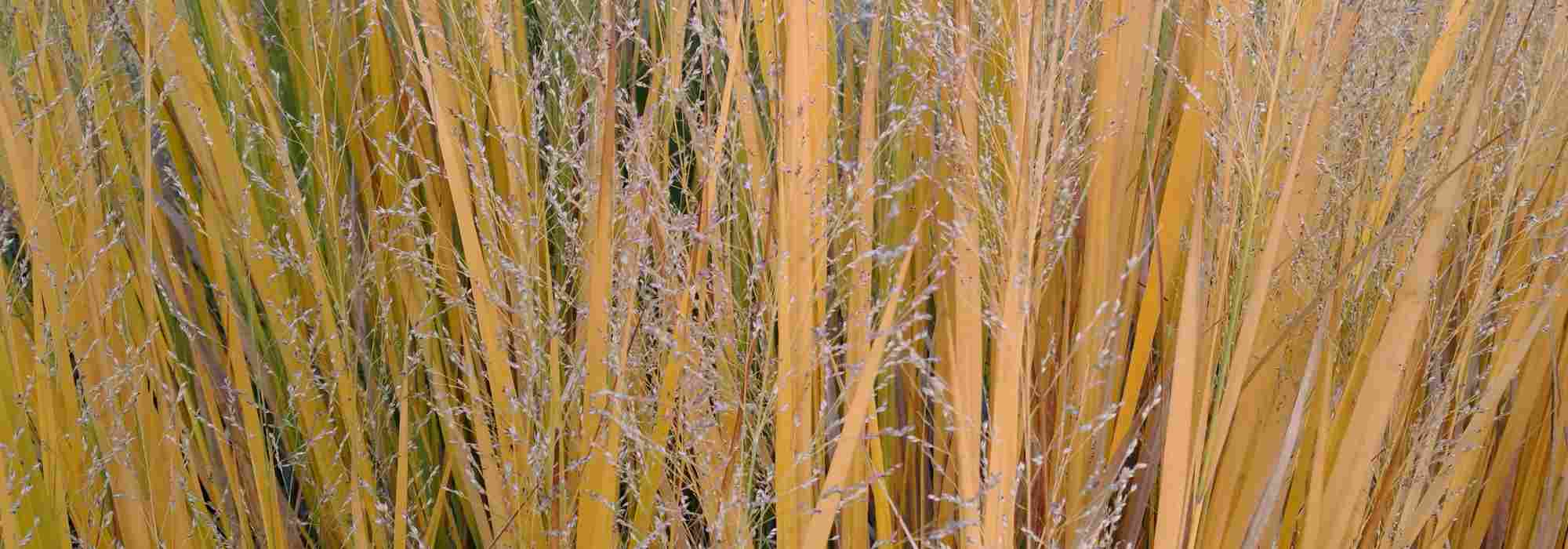 Choisir un Panicum
