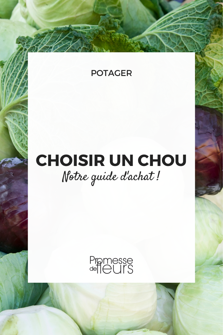 Guide d'achat choux
