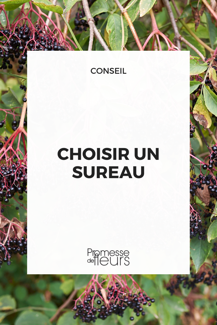 Guide d'achat sureau sambucus