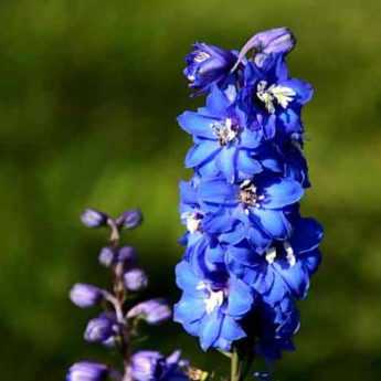 Comment bouturer le delphinium ?