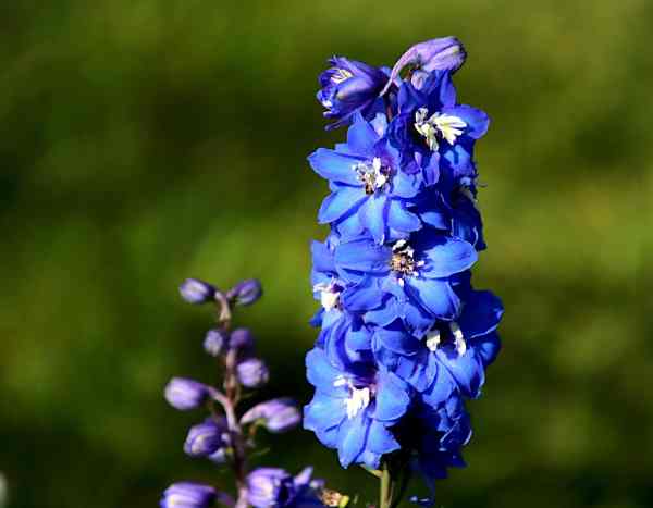 Comment bouturer le delphinium ?